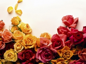 Colors of Roses