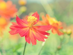 Cosmos Autumn Flower