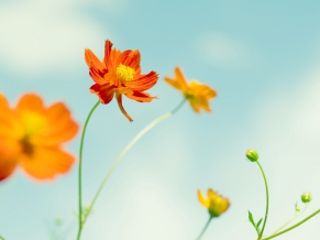 Cosmos Flowers