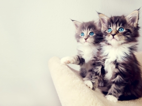 Cute Kittens