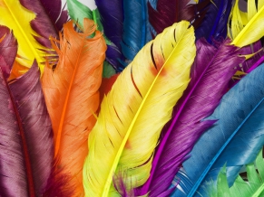 Feathers in Colors