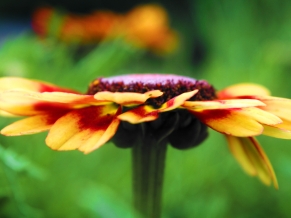 Flower Detail