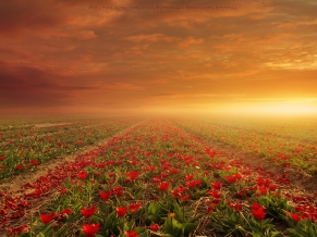 Flower Fields