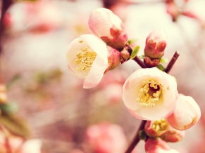 Flowering Quince