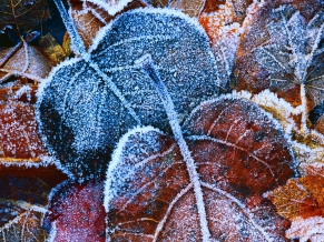 Frosty Autumn Leaves