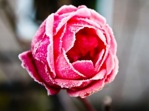 Frozen Rose