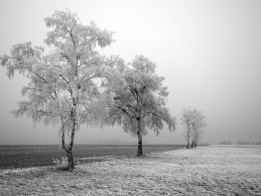 Frozen Trees