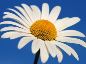 Glowing White Daisy