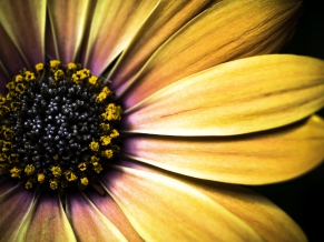 Golden Shasta Daisy