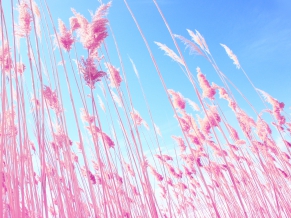 Grass on Beach