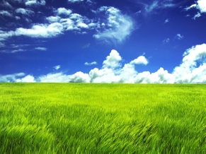 Green Grassl