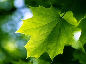 Green Leaf