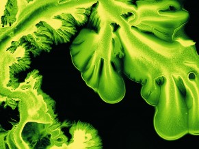 Green Macro Art