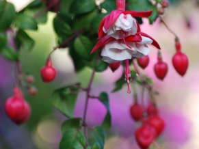 Heart Flowers