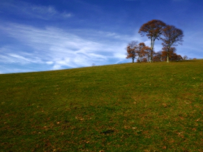 Indian tree hill