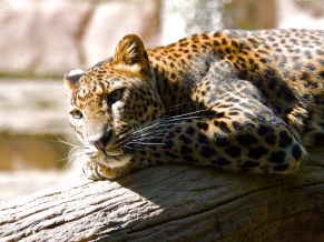 Leopard HQ