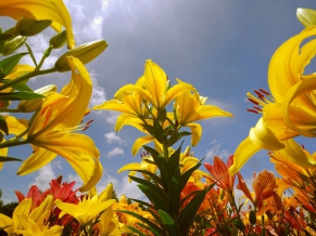 Lily Flowers