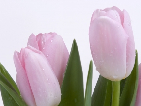 Lovely Pink Buds