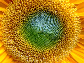 Lovely Sunflowers Widescreen