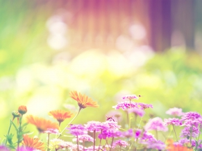 Marigold Lilac Purple Flowers