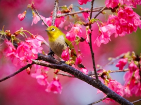 Mountain Cherry Bird