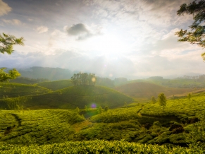Munnar Hills Kerala India