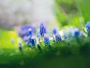 Muscari Flowers