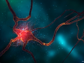 Neuron Cell