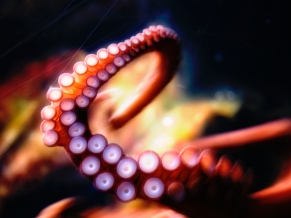 Octopus
