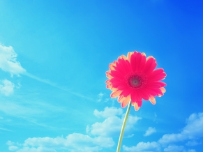 Pink Gerbera Flower