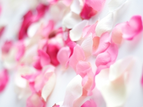 Pink Orchid Flowers