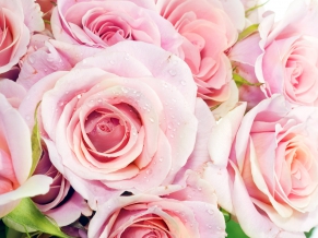 Pink Roses