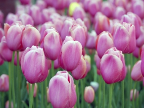 Pink Tulips