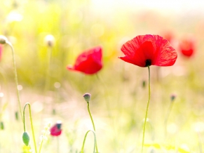 Poppy Flowers