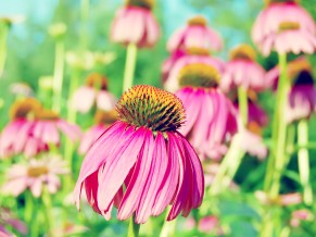 Purple Coneflower