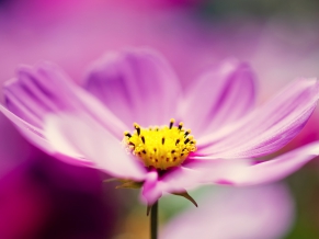 Purple Cosmos Flower