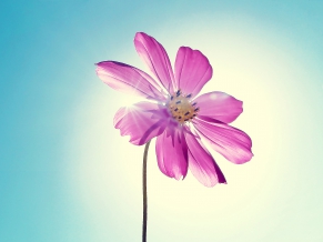 Purple Magenta Flower