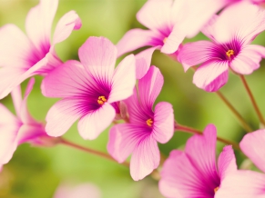 Purple Verbena