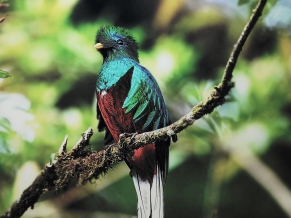 Quetzal Bird