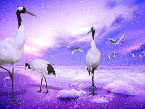 Red Crowned Cranes Japan