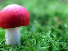 Red Mushroom in Green