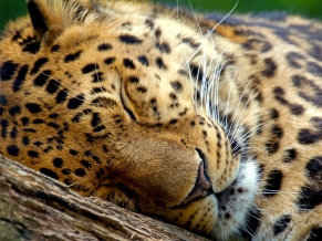 Sleeping Leopard