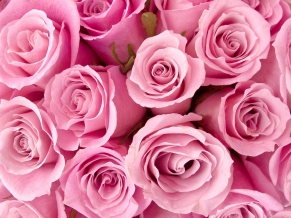 Special Pink Roses