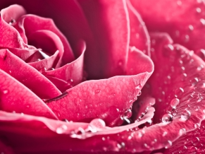 Special Rose