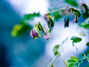 Splash Of Leaves