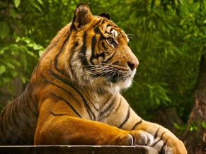 Sumatran Tiger