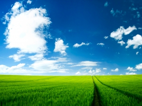 Summer Scenery