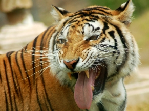 Tiger II