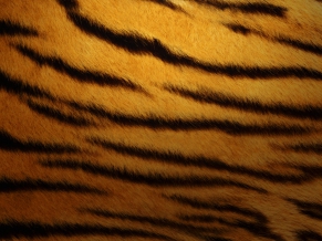 Tiger Skin