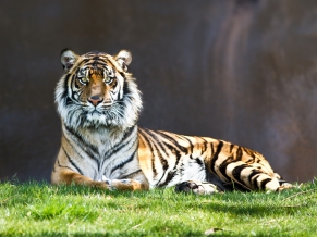 Tiger Staring